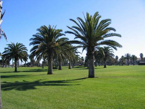 Oxnard Beach California Palm Trees Coast Green