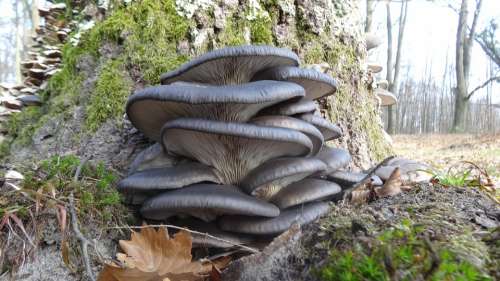 Oyster Mushroom Wood Autumn Foliage Seasons Forest