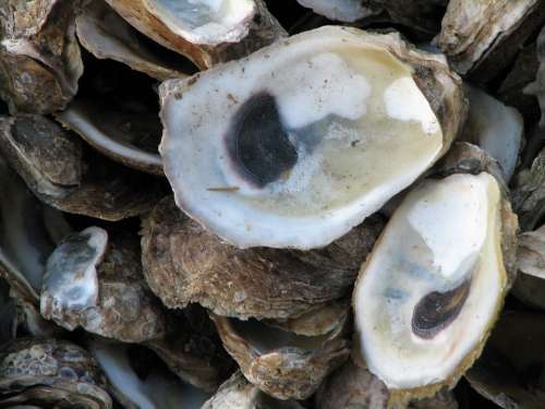 Oysters Shells Sea Life