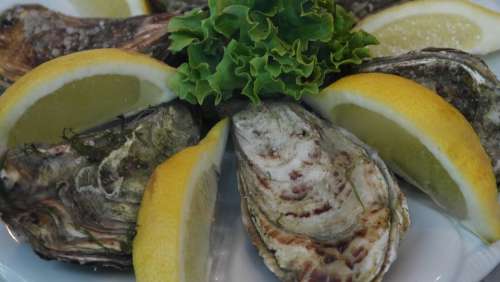 Oysters Delicacy Food Seafood Delicious Ocean