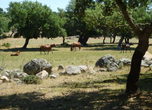 Paddock Coupling Horses