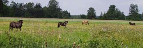 Paddock Horses Coupling Pasture Animals Panorama