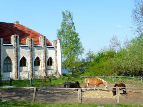 Paddock Peacock Island Berlin Havel