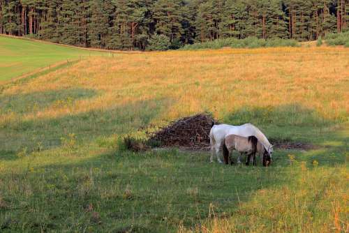 Paddock Horses Coupling Graze Field Pasture