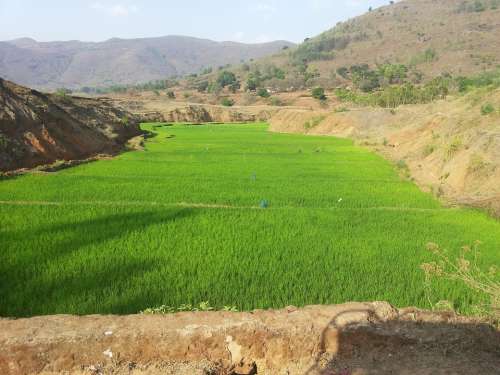 Paddy Field Landscape Green Scenery Agricultural