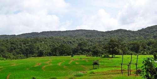 Paddy Field Hills Landscape Western Ghats Karnataka