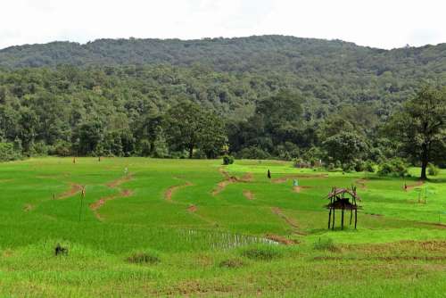 Paddy Fields Farm Watch Western Ghats Hills India