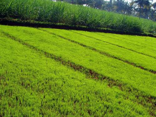 Paddy Nursery Paddy Seedlings Agriculture Cultivate
