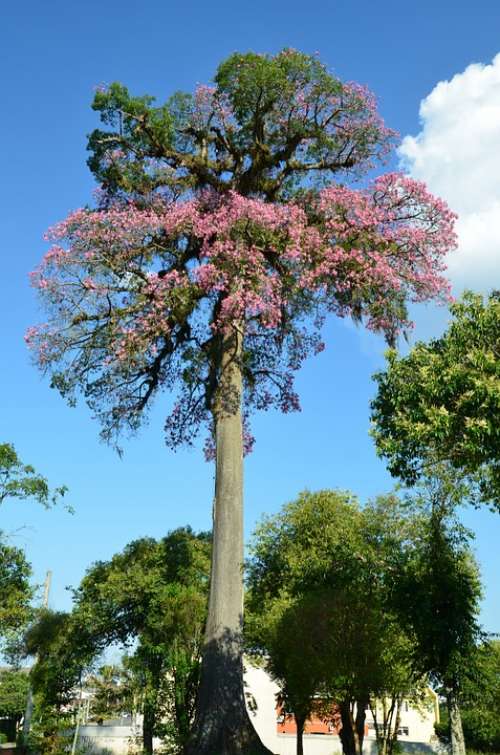 Paineira Flowering Ceiba Speciosa Curitiba Paraná