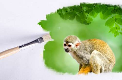 Paintbrush Outdoor Monkey Animals Animal Wallpaper