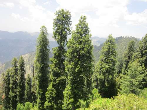 Pakistan Nature Forest Trees Conifers Fir Trees