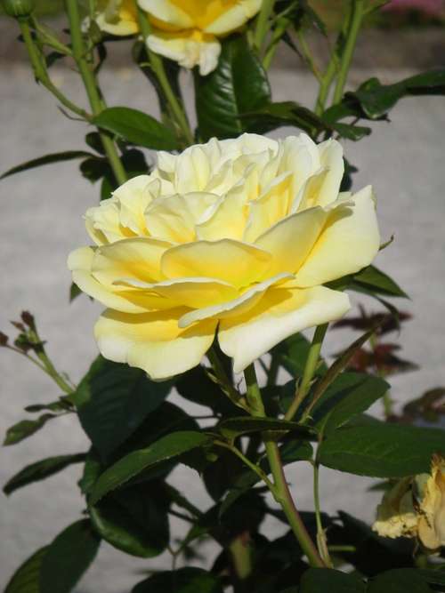 Pale Yellow Rose Summer Bright Nature Blossom