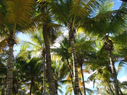 Palm Tree Sun Light Trees Antigua
