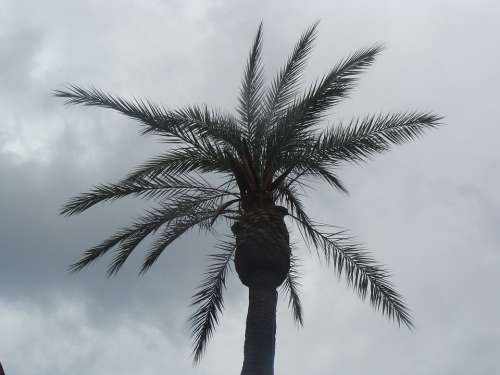 Palm Gray Stormy