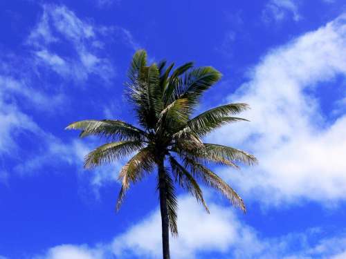 Palm Tree Brilliant Tropical Blue Sky