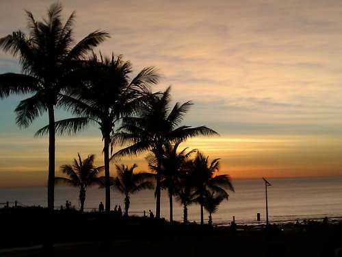 Palm Trees Palm Tree Ocean Summer Sunset