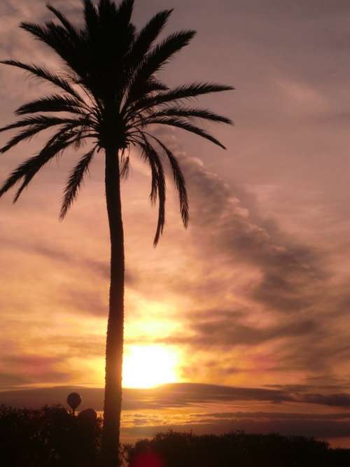 Palm Romance Sunset Mood Silhouette