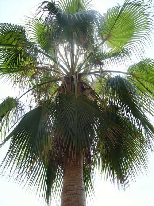 Palm Vacations Travel Exotic Frond Fan Palm