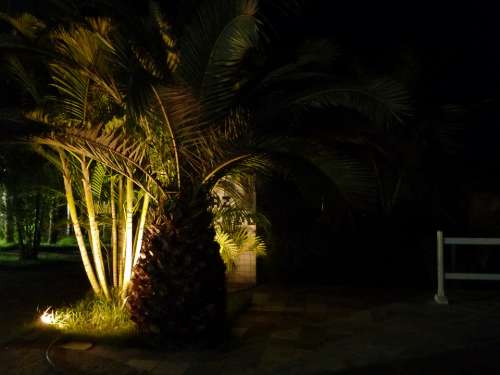 Palm Treee Palm Tree Romantic Vacation Silhouette