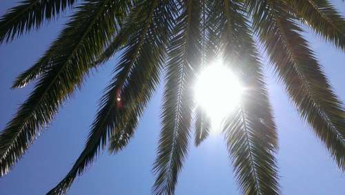 Palm Sun Sky