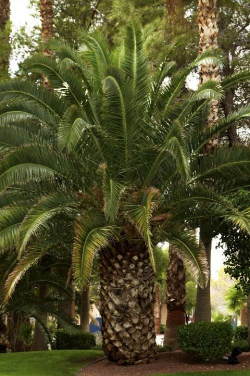 Palm Leaf Palm Tree Desert Nature Leaves Natural