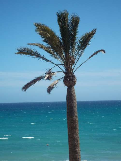 Palm Sea Fuerteventura Water Summer Ocean