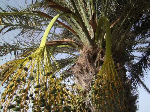 Palm Vacations Sky Frond Dates Date Palm Tunisia