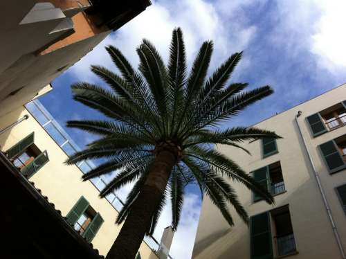 Palm Courtyard Majorca Sun