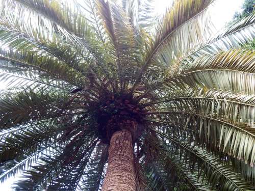 Palm Plant Subtropical Wedel Low Angle Shot
