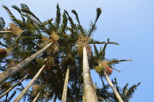 Palm Tree Tall Leaves Sky Tropical