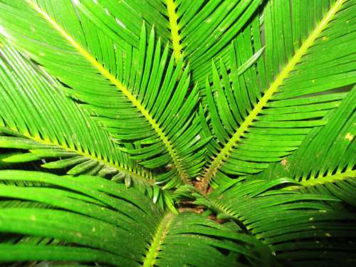 Palm Palm Tree Close Up James Green