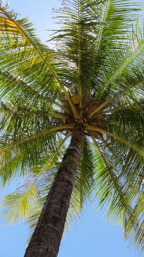 Palm Palm Tree Coconut Coconut Tree Tropical