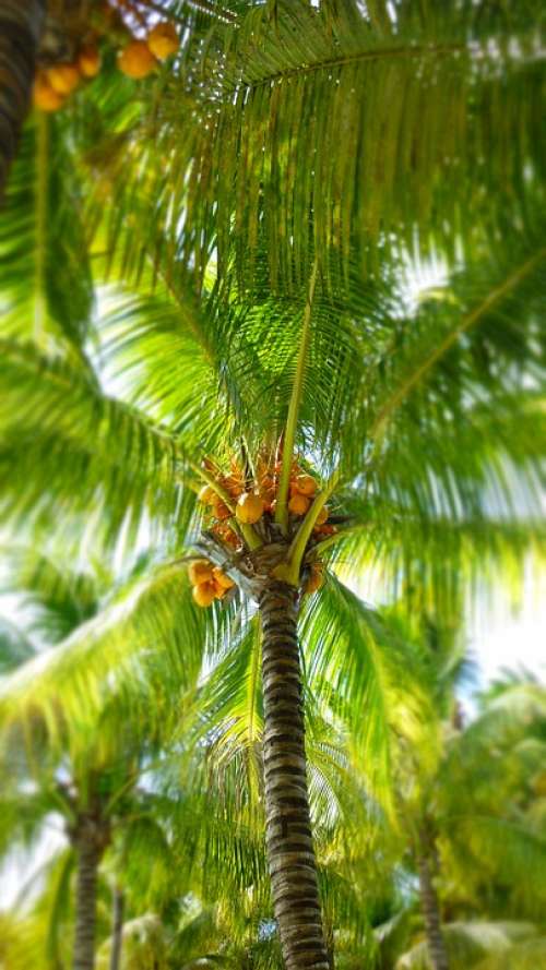 Palm Coconut Palm Leaf Vacations
