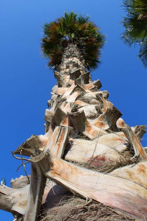 Palm Exotic Palm Tree Root Log Tribe Andalusia