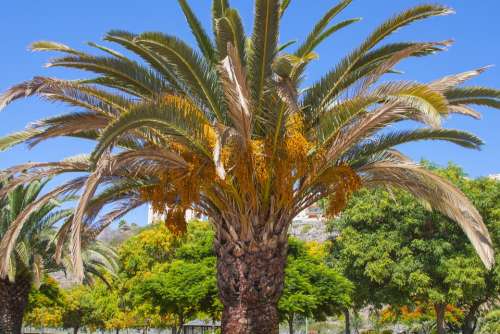 Palm Spain Tree