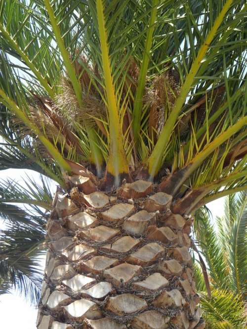 Palm Detail Tree Plant Log