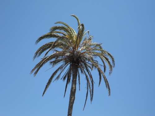 Palm Sky High Tropical Tropics Mediterranean