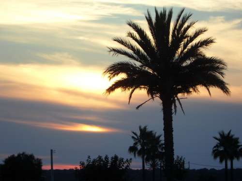 Palm Sun Sunset Silhouette Sky Abendstimmung