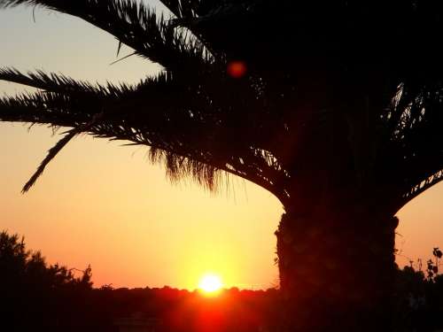 Palm Sun Sunset Silhouette Sky Abendstimmung