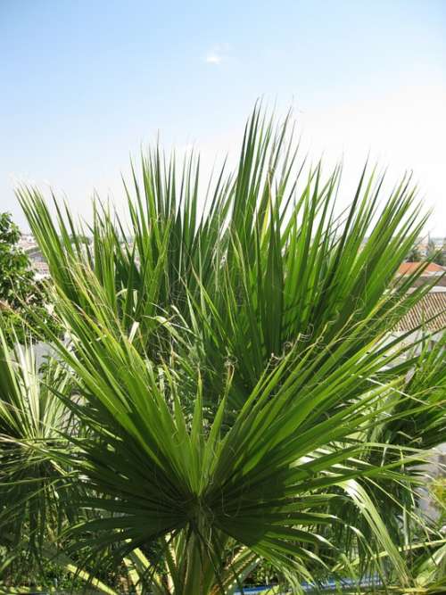 Palm Summer Sky Frond