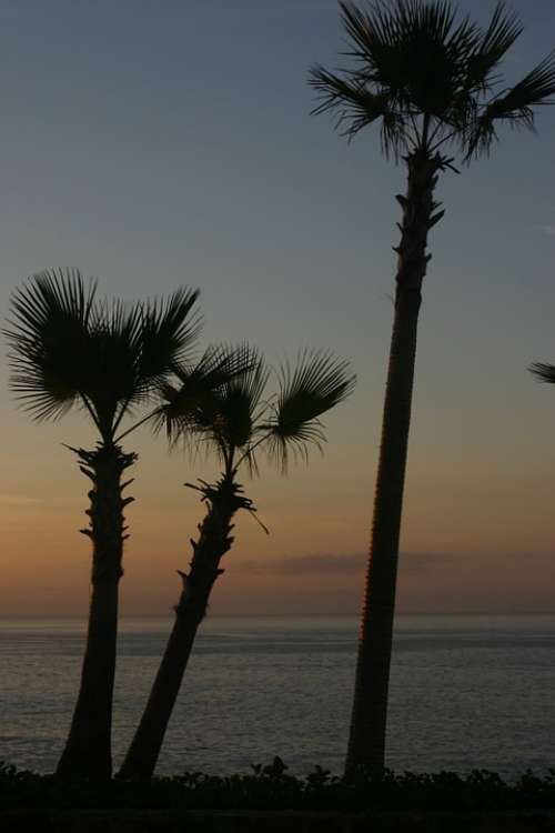 Palm Trees Ocean Tropical Beach Sea
