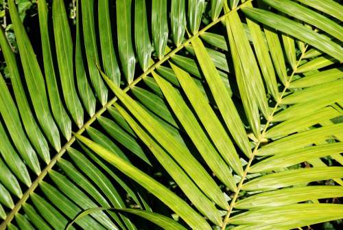 Palm Plant Foliage Green Nature Light Vitality