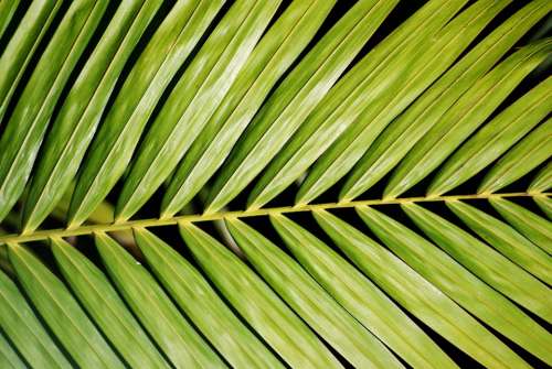 Palm Plant Foliage Green Nature Light Vitality