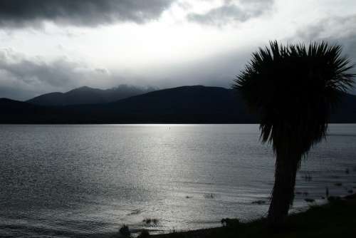 Palm Silhouette Lake Grey Light Mountain Clouds