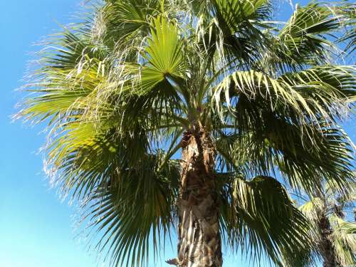 Palm Turkey Antalya Vacations Plant Green