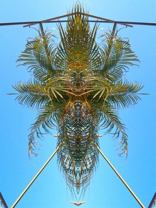 Palm Pattern Abstract Contrast Exotic Sky