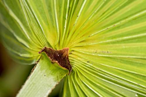 Palm Tree Tropical Nature Exotic Paradise Green