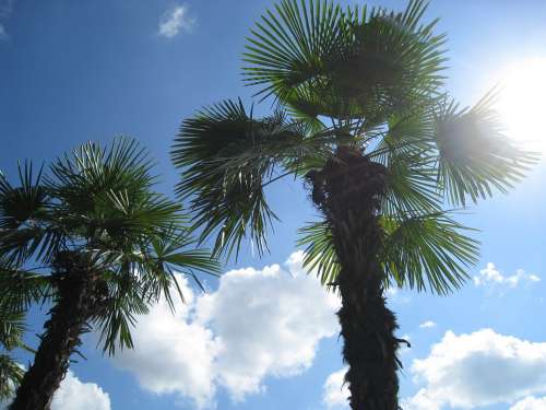 Palm Summer Vacations Clouds Sky Exotic Tropical