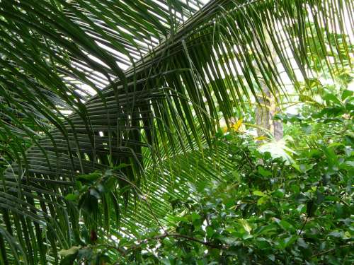 Palm Frond Plant Green Nature Leaves Exotic