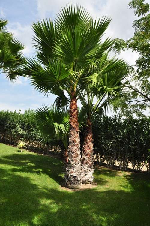 Palm Tree Plant Palm Tree Shade Tree High Tribe
